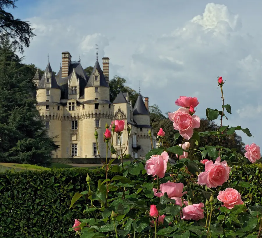 Château d'Ussé in the Loire, the castle that inspired Sleeping Beauty's, with pink roses in front